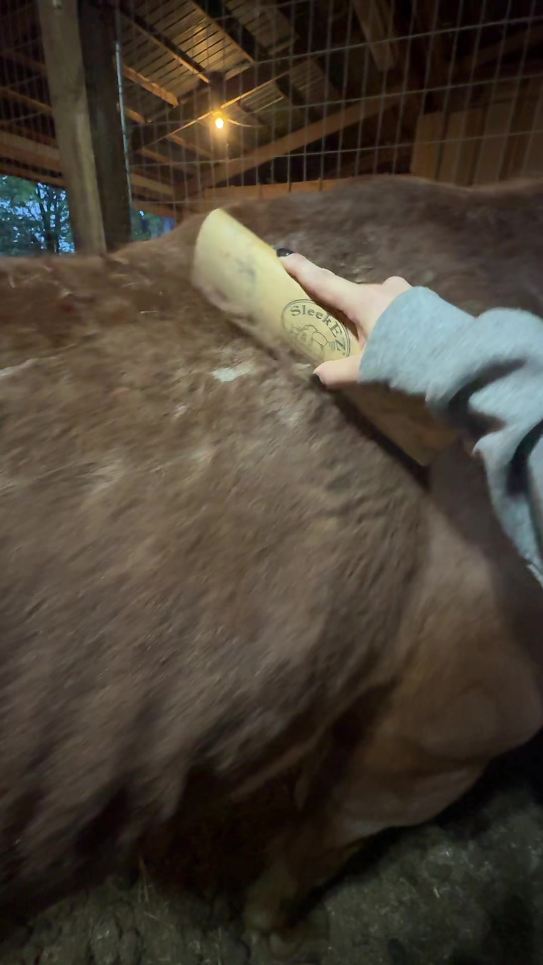 TikTok post by @countrygirl_812 for SleekEZ. Caption reads: [...] #foryoupagesofficiall #horses #grooming....