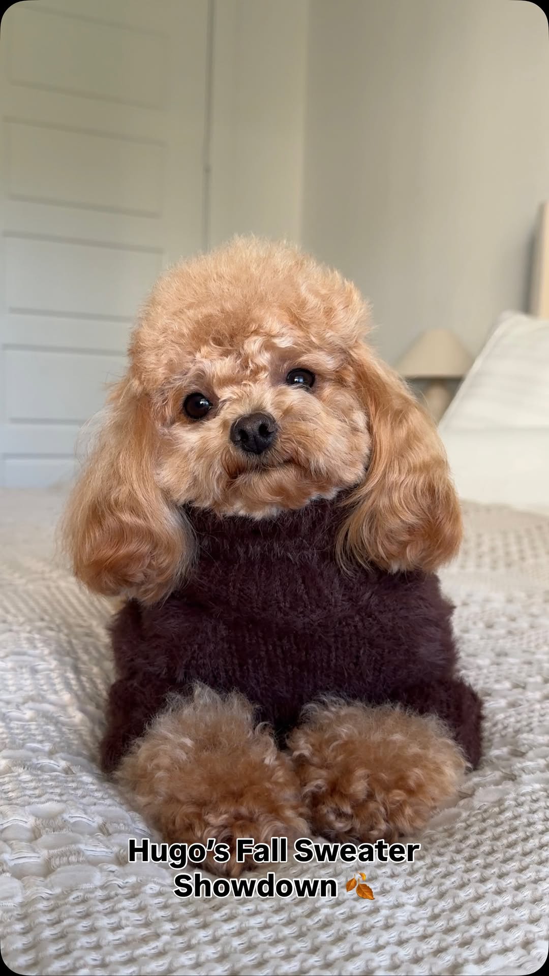 Instagram post by @thetoypoodlehugo for Furb. Caption reads: [...] to slay 😎 Which look is your fave? @furb.co....