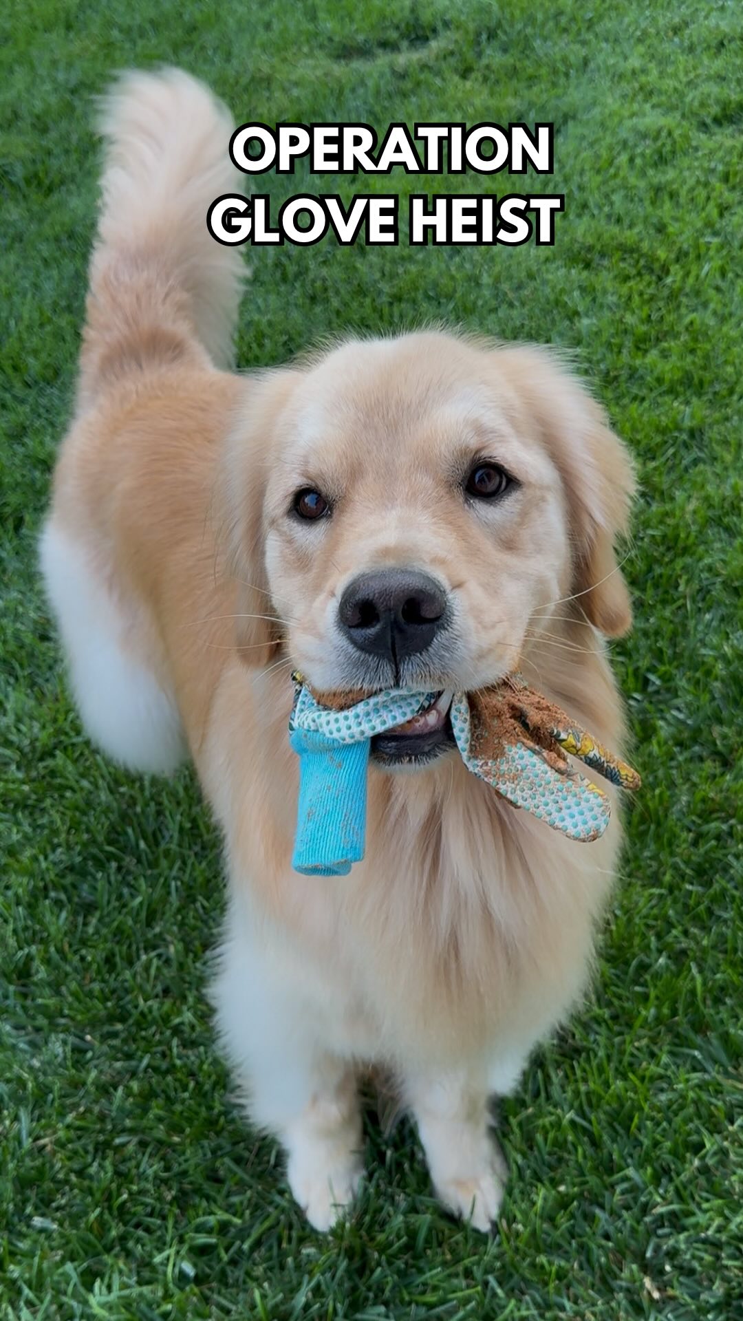 Instagram post by @pearl.the.golden.girl for Bissell. Caption reads: #ad How do our dogs always find the one thing....