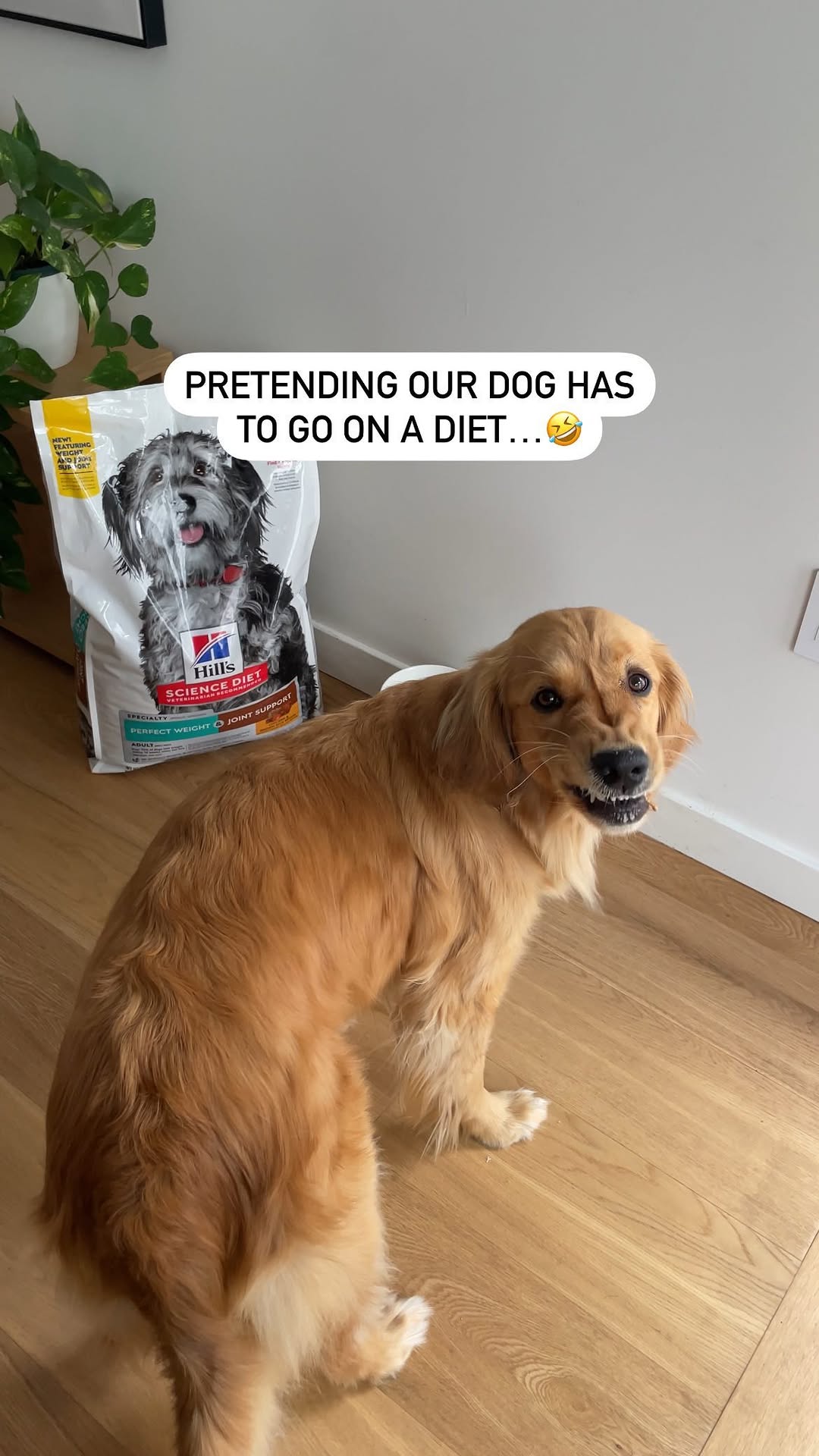 Instagram post by @nalathegoldenretrievr for Hills Pet. Caption reads: Her face when she saw her bowl…. LOL 🤣 #ad....