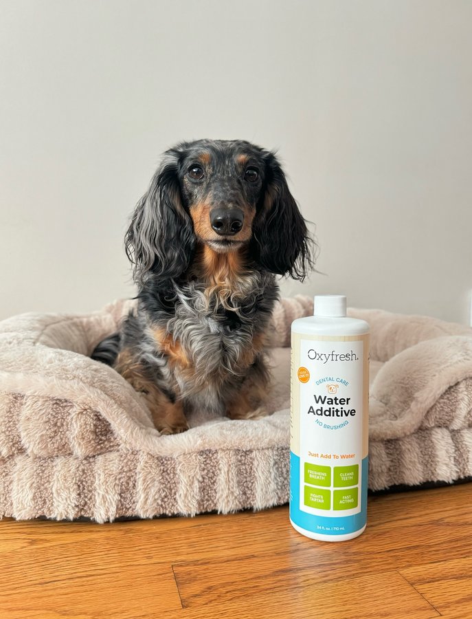 Instagram post by @lulu_gurl for Oxyfresh. Caption reads: [...] 𝚙𝚊𝚜𝚝! 🐶💨✨

SO EXCITED to see @oxyfresh....