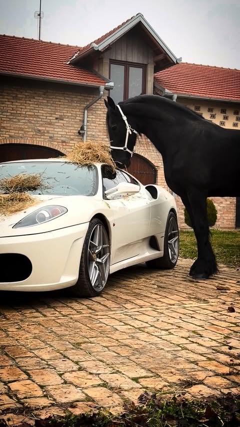 Instagram post by @cezarius_kennel_ for Ferrari. Caption reads: Horsepower meets hunger…🖤
Ferrari never saw this....