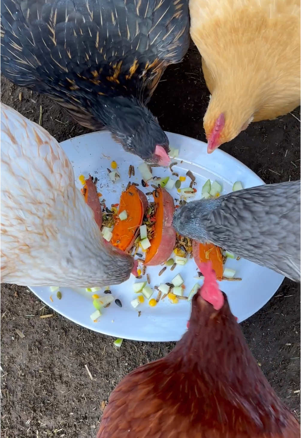 TikTok post by @lexi.harpin for Grubbly Farms. Caption reads: [...] little voices!! 🥺 Topped it with @Grubbly....