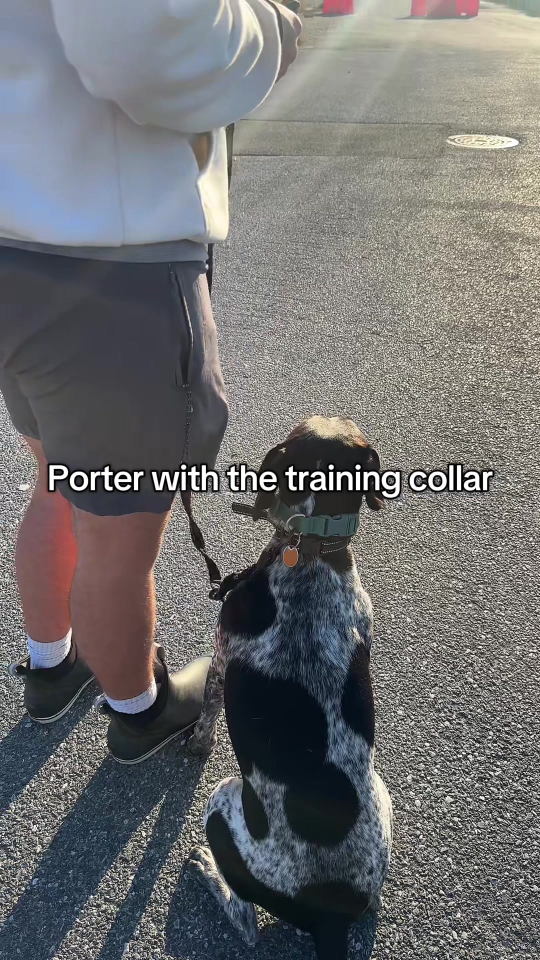 TikTok post by @guacamaliii for Jugbow. Caption reads: @Jugbow US i wish i got this collar months ago🤣....