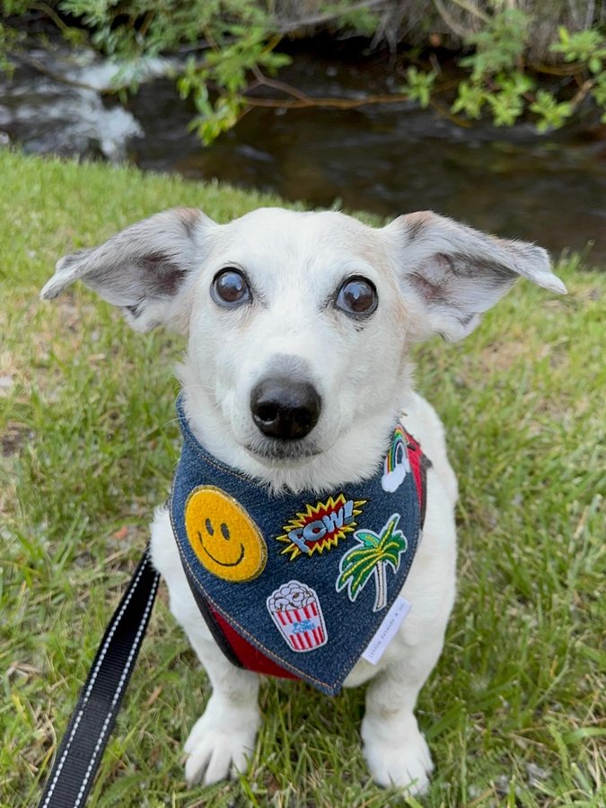 Instagram post by @stanleypotatochip for Corny Dog Cloth. Caption reads: I loaded you up with cute pictures and videos to....