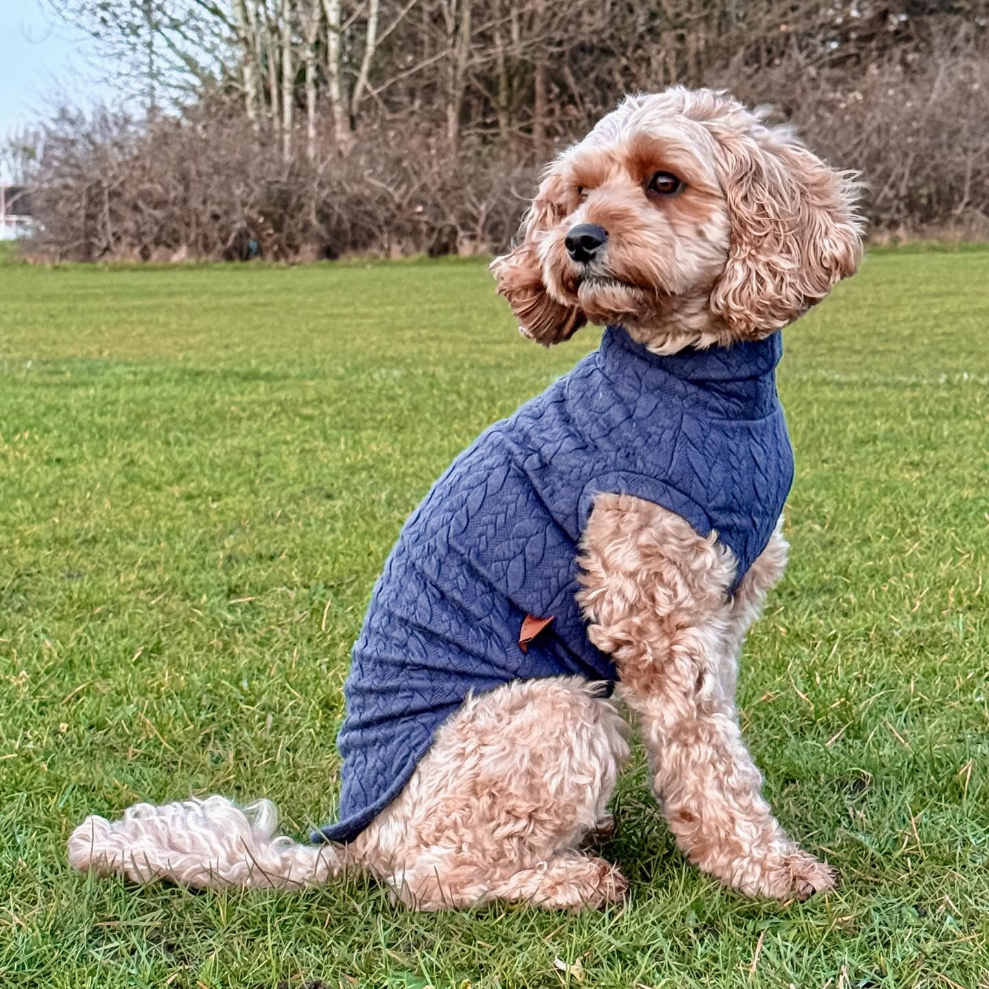 Instagram post by @itsbaileythecavapoo for Hugo and Ted. Caption reads: [...] to measure cable knit jumper from....