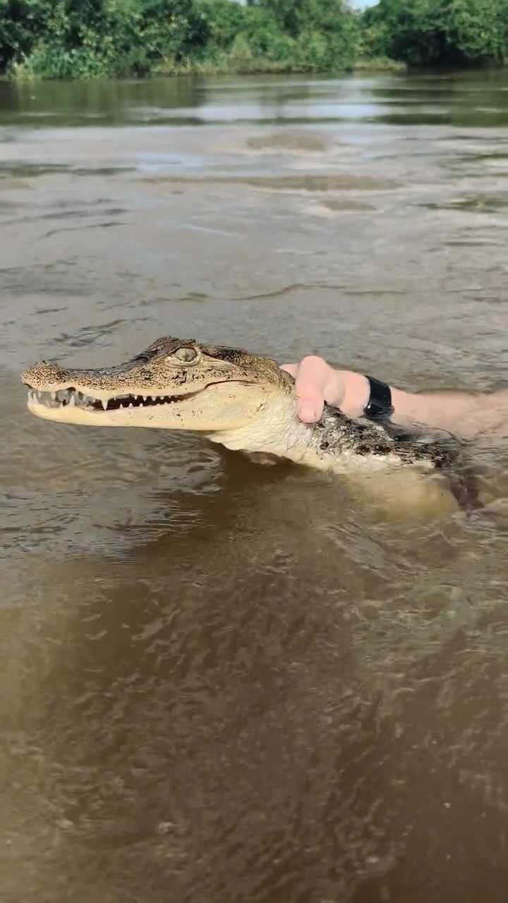 Instagram post by @loury_lag for Discover Earth. Caption reads: Like a Sunday in the jungle 🐊🌴

Learning how to....