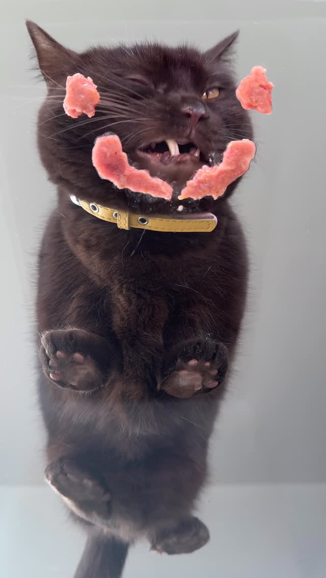 Instagram post by @cat_bigbuttrico for Darwin's Natural Pet Products. Caption reads: Time for yummy raw chicken! Rico enjoys his raw....
