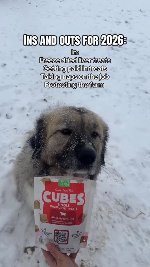 Instagram post by @bedbeth.beyond for Open Farm Pet. Caption reads: [...] off $100 order! Link in my bio 🤍....