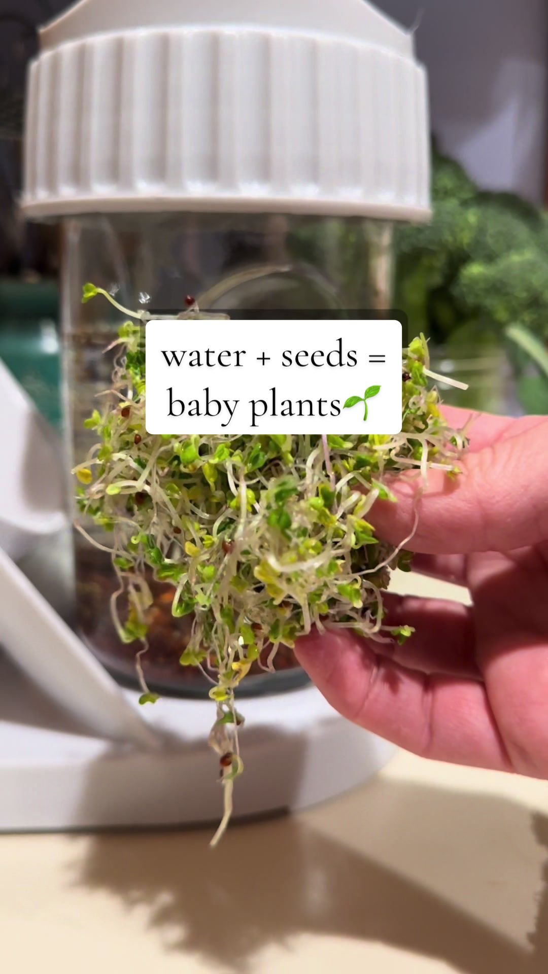 TikTok post by @homesteadingherbalist for The Sprouting Company. Caption reads: You can find step-by-step instructions of how to....