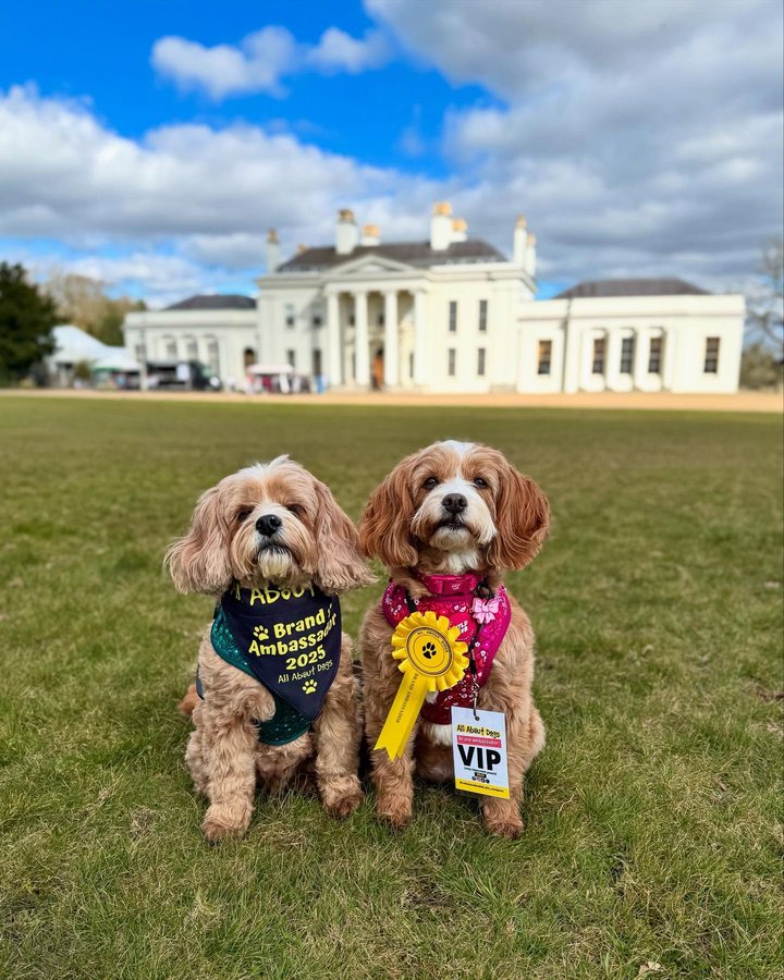 Instagram post by an influencer for All About Dogs Show. Caption reads: [...] to be attending the @allaboutdogsshow at....