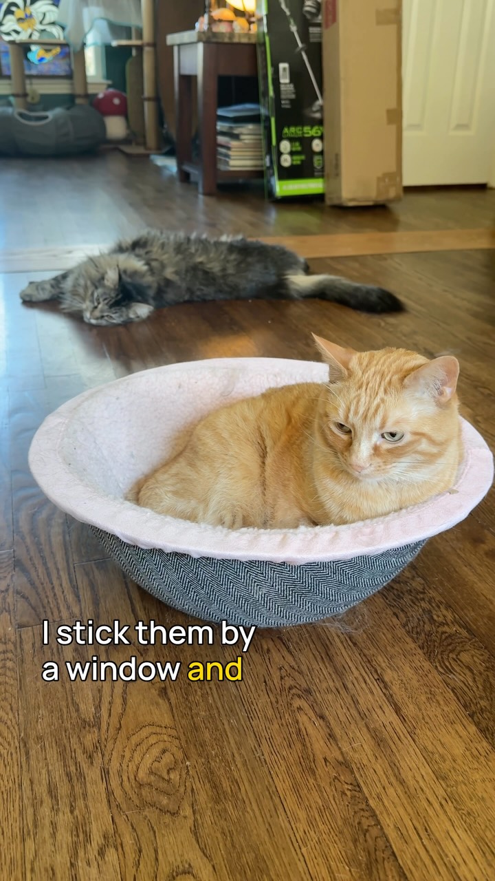 Instagram post by @grim.stagram for Maupets. Caption reads: Which of these would you be most excited to....