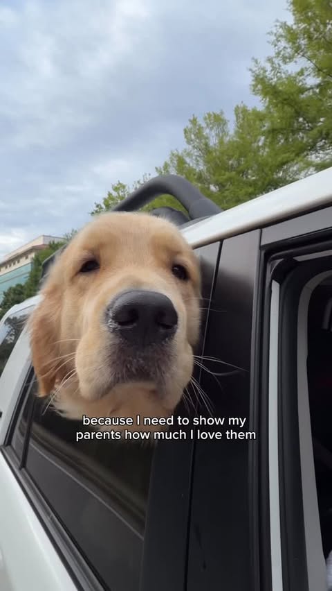 Instagram post by @mygoldenharvey for Publix Super Markets. Caption reads: Harvey has the perfect idea to apologize for his....