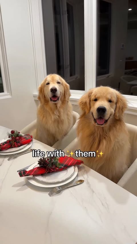 Instagram post by @maui_thegoldenpup for Shark Home. Caption reads: [...] even when it comes with lots of ✨mess✨....