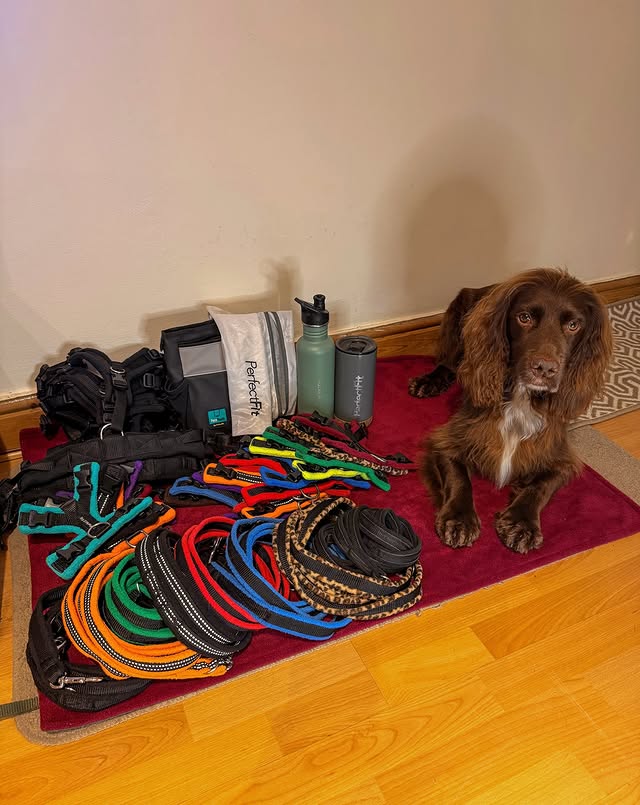 Instagram post by an influencer for Perfect Fit Harness. Caption reads: [...] here posing with my @perfectfitharness....