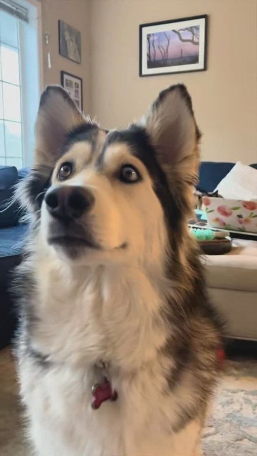 Instagram post by @penelopii.pirouettes for Budweiser. Caption reads: one of my favorite @budweiser commercials....