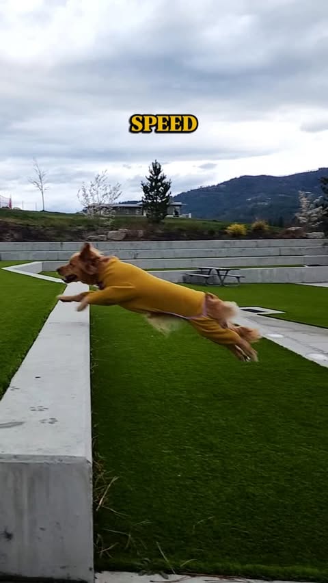 Instagram post by @goldenrosieroo for wagwear. Caption reads: [...] feet. Hide your socks. Rosie's wearing....