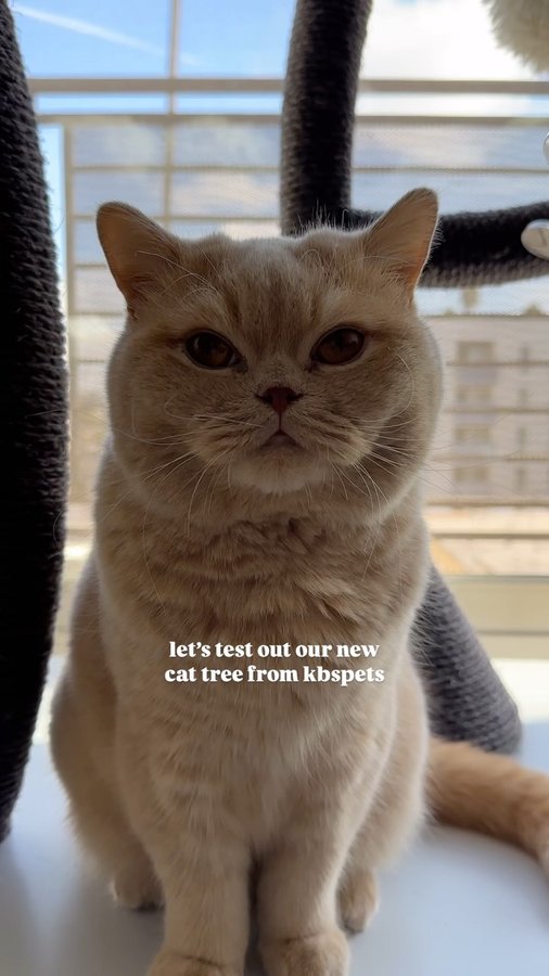 Instagram post by @dunkindonutcat for KBSPETS. Caption reads: thanks to @kbspets for spoiling donut & oreo with....