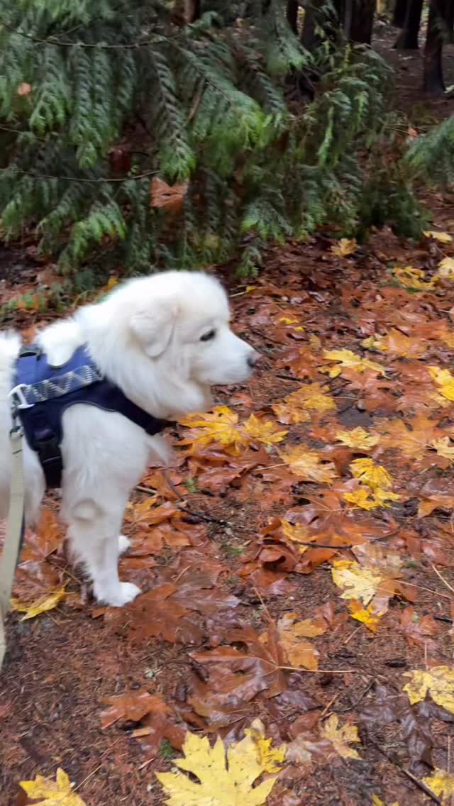 Instagram post by @whosagoodlizard for 5-hour ENERGY. Caption reads: Out on a winter walk with my buddy and....