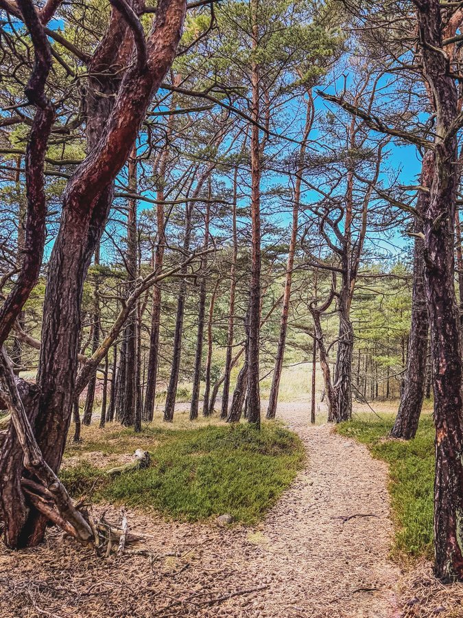 Instagram post by @annelieadventures for Merrell. Caption reads: In collaboration with @merrelleu Me and my dog....