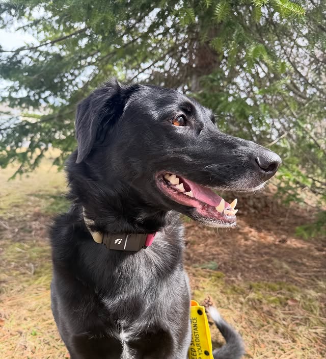 Instagram post by @pawsup4treats for Fi. Caption reads: Happy Fi Day 🐶 This pic is from a sunny day last....