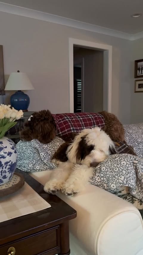 Instagram post by @haley_mccartney for Greenies. Caption reads: Happy Pawlidays from @greenies 🎄🐾 Order a....