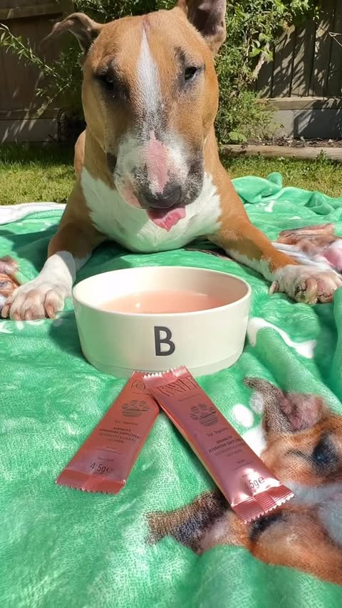 Instagram post by @barkley.ebt for Pawer Water. Caption reads: [...] day ☀️ Just me, the sunshine, and my....