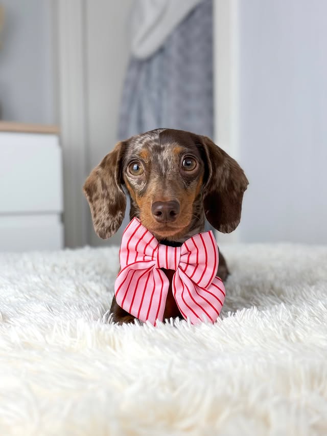 Instagram post by @margotdapple for Cocopup London. Caption reads: candy stripe 🍬💗 how cute are the valentines....