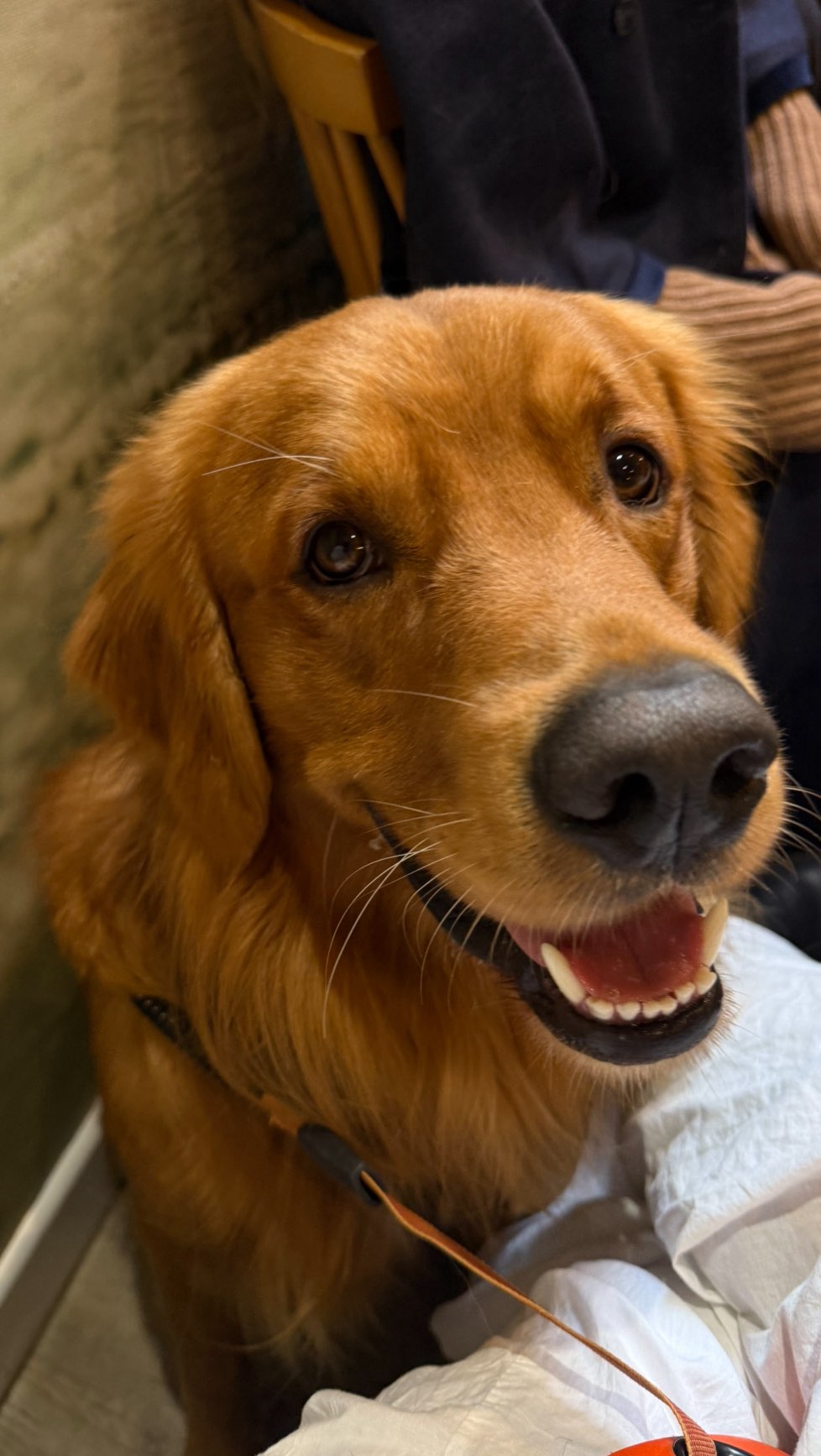 Instagram post by @lemonsandlucy for Pooch and Mutt. Caption reads: Seeing our puppy growing up makes me an emotional....