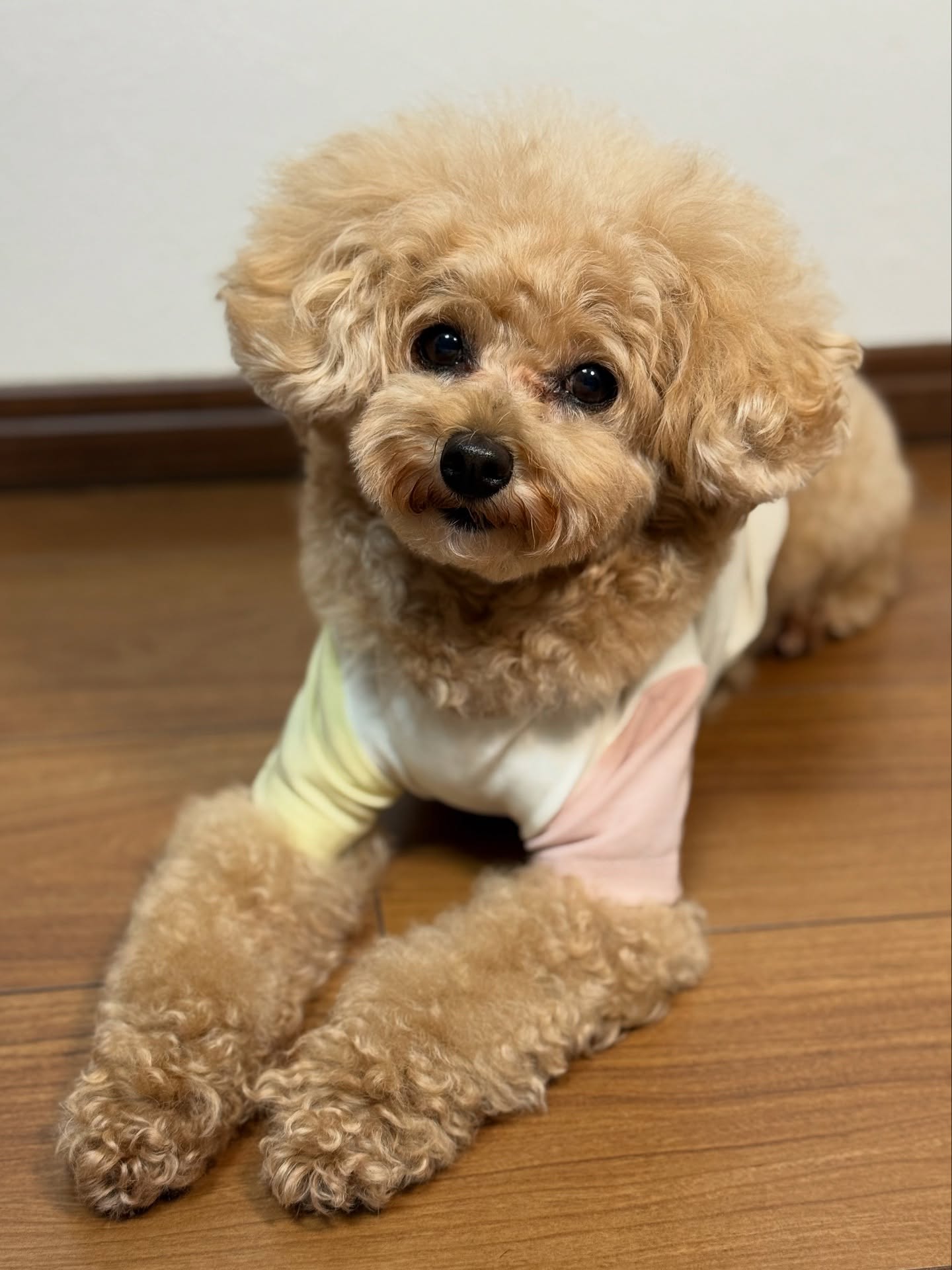 Instagram post by @paserichiyan for Mon Cheri. Caption reads: パセリは  @moncheri.dog ....
