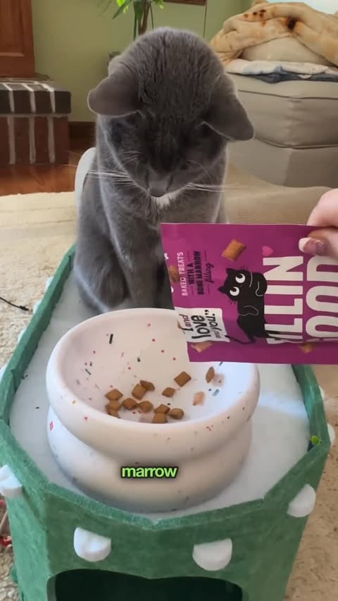 Instagram post by @purrfectinfluencer for I and love and you. Caption reads: Show your love with @iandloveandyoupet cat treats....