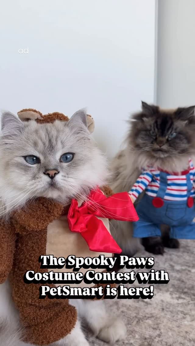 Instagram post by @merlinragdoll for PetSmart. Caption reads: #Ad | Merlin & Ivy are serving spooky couture on....