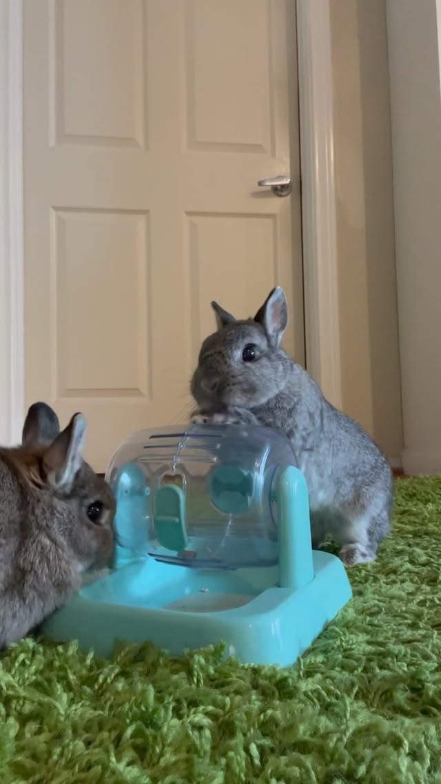 Instagram post by @cookieandgizmoli for Oxbow Animal Health. Caption reads: [...] a creative way to highlight some....