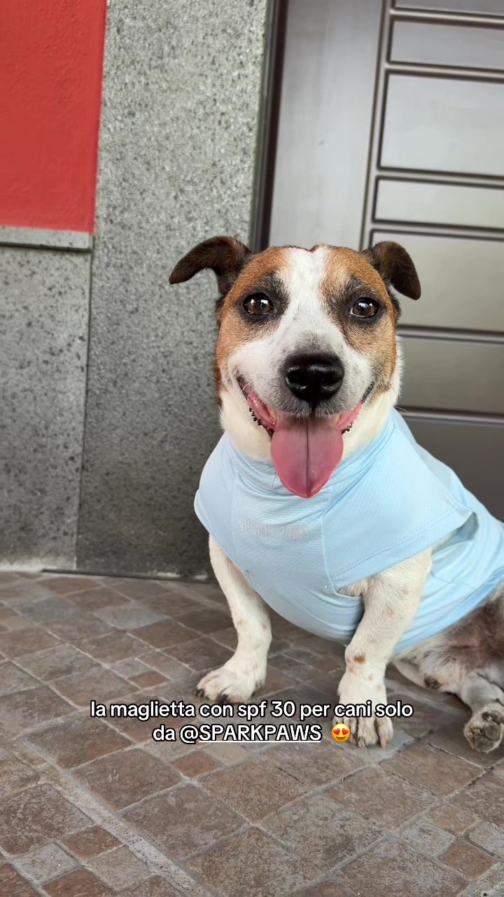 TikTok post by @arya_kiro for Spark Paws. Caption reads: La adoro 🥰 @SPARK PAWS #sparkpaws #jackrussell....