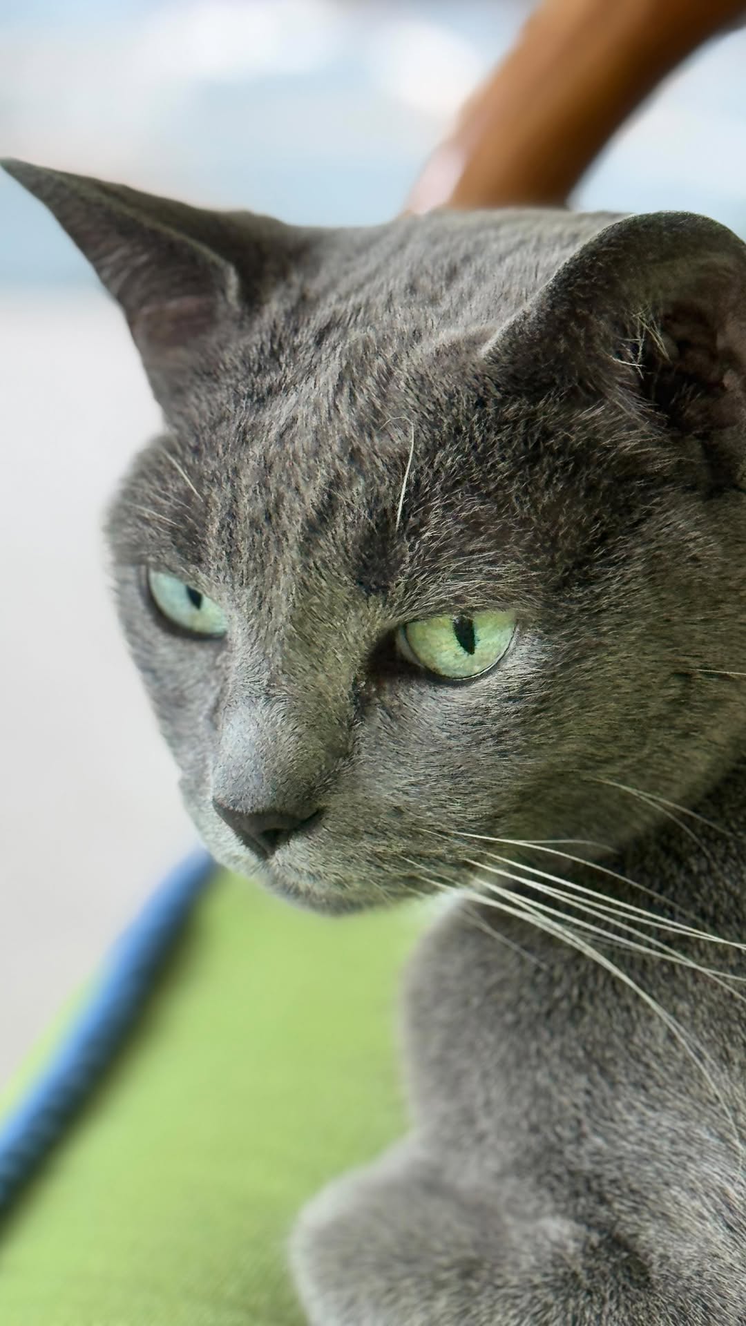 Instagram post by @purrfectinfluencer for Cats of Instagram. Caption reads: Is this your cat also ?? 🚗.