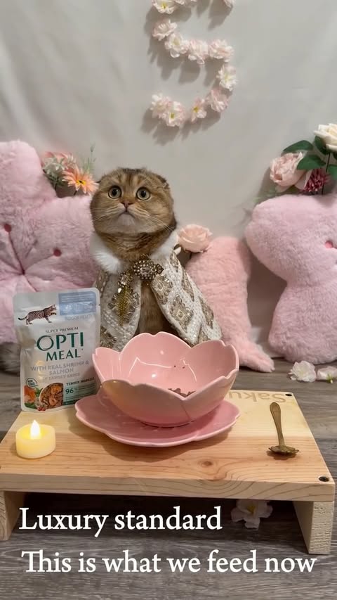 Instagram post by @sakura.thescottishfold for Optimeal. Caption reads: [...] This is what we feed now. 🌸....