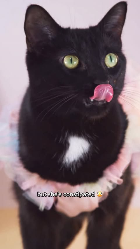 Instagram post by @cleo.thevoid for RAWZ Natural Pet Food. Caption reads: Cleo has been prone to constipation since she was....