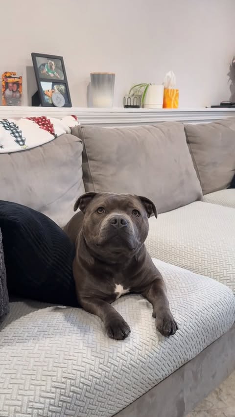 Instagram post by @enzothebluestaffordshire for Sundays for Dogs. Caption reads: [...] its dinner time 🍴🍽️🐶 Featuring....