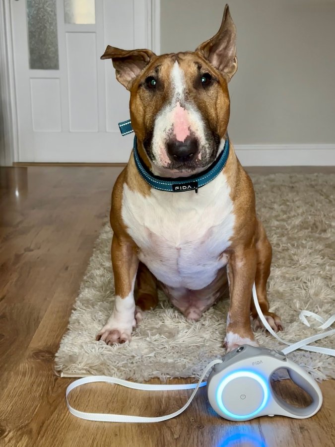 Instagram post by @barkley.ebt for FidaPet. Caption reads: [...] Mumma

I’m looking super smart in my....