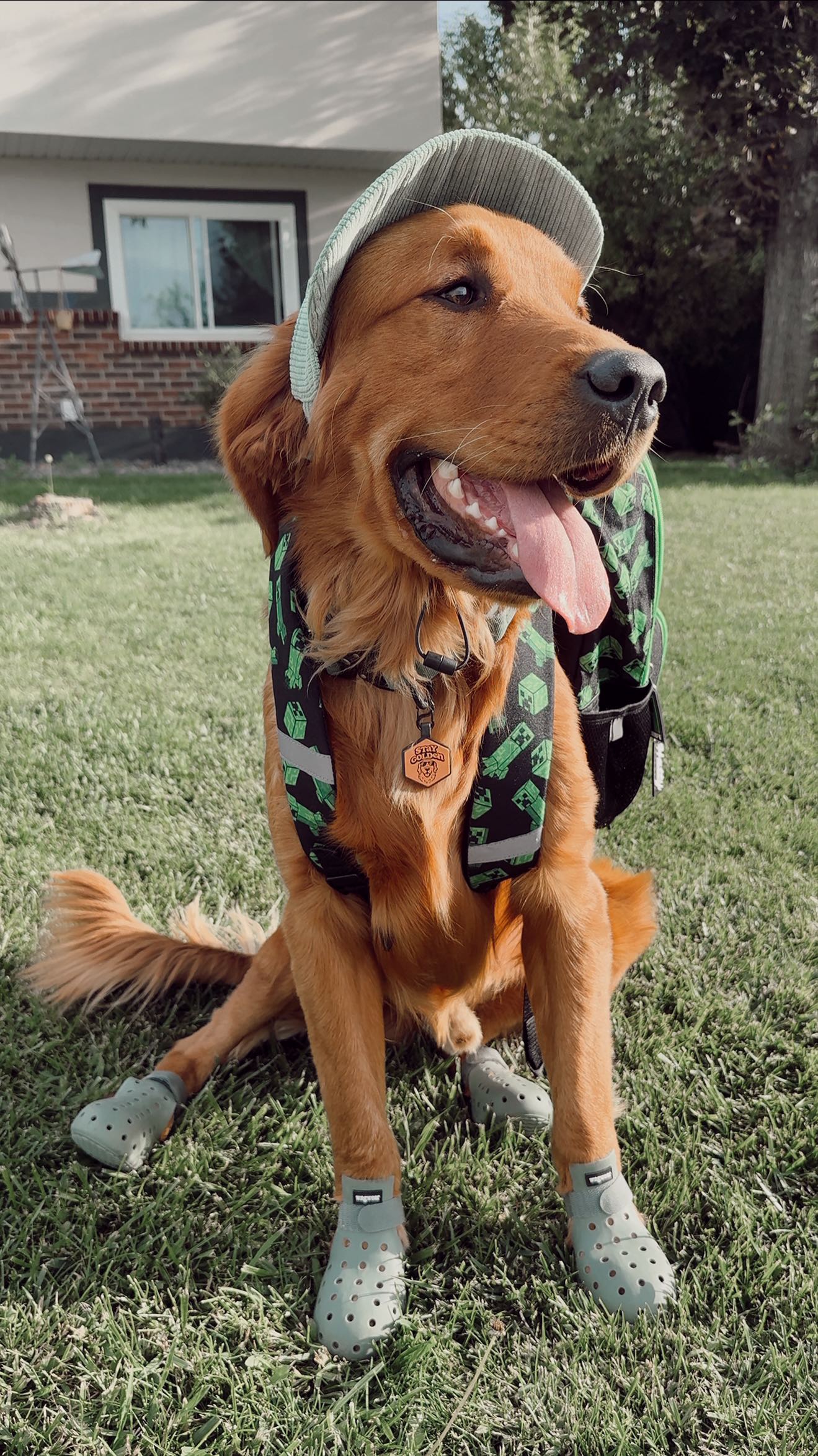 Instagram post by @bestiespetco for wagwear. Caption reads: [...] collar from @thegoldenlife.us — @wagwear....