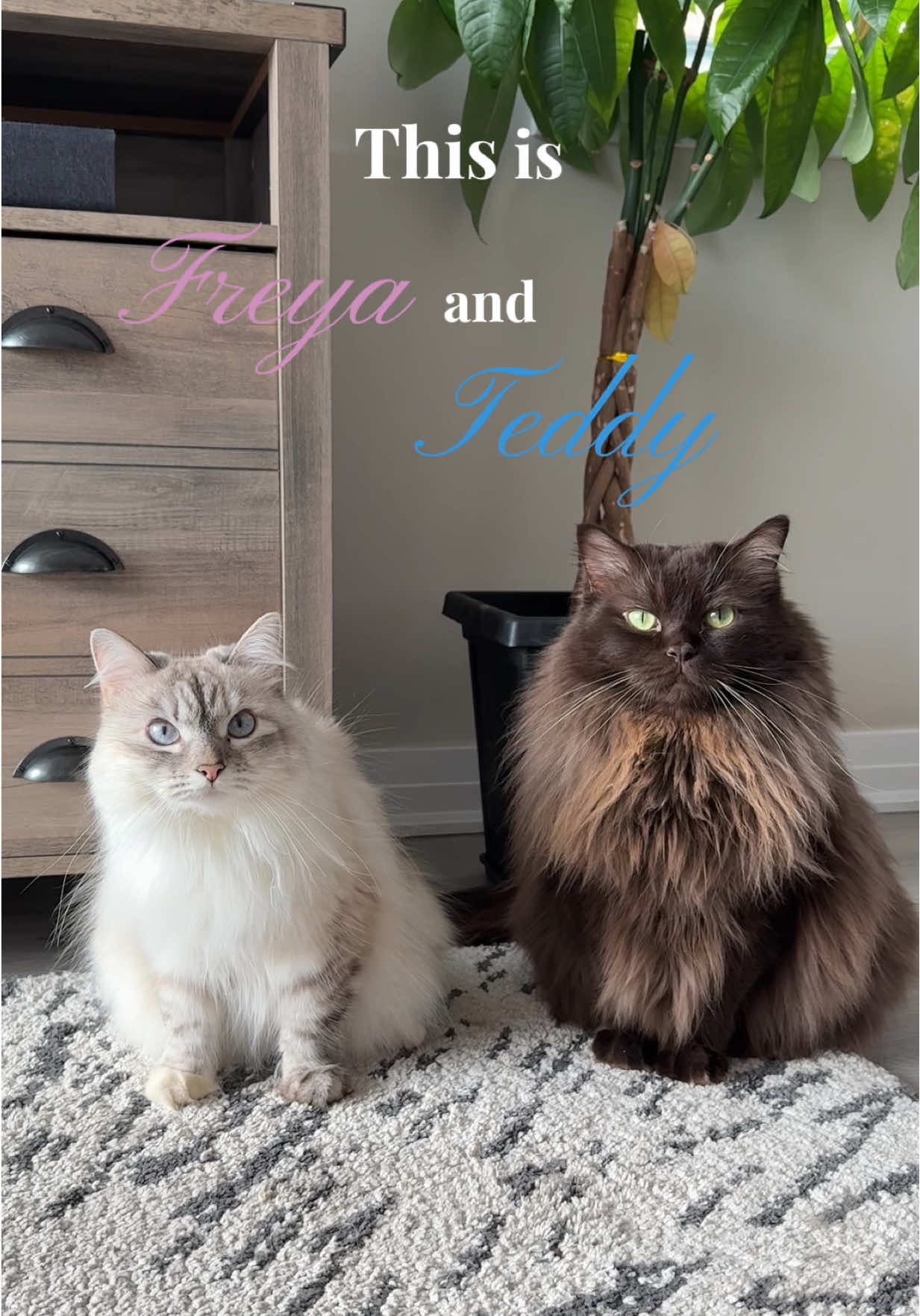 TikTok post by @freyathesiberian for O-Cedar. Caption reads: #ad Fur and dust everywhere? The @O-Cedar Flex and....