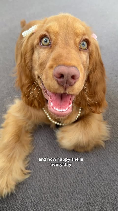 Instagram post by @its_princesspenny for Vetericyn. Caption reads: [...] is getting the support she needs! @vetericyn....