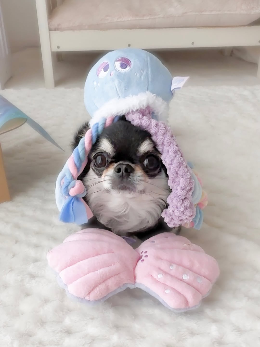 Instagram post by @popogramu for Doggy Box. Caption reads: ぽぽたん🌼

海月姫🪼

@doggybox_jp さんから
6月BOXが届きました🐶
⁡
今....
