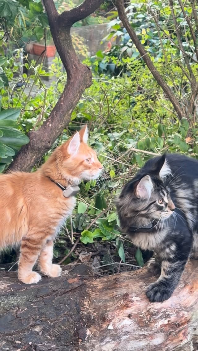 Instagram post by @louiswildlife for Tractive. Caption reads: Our hearts can hardly keep up… ❤️‍🔥Today was....