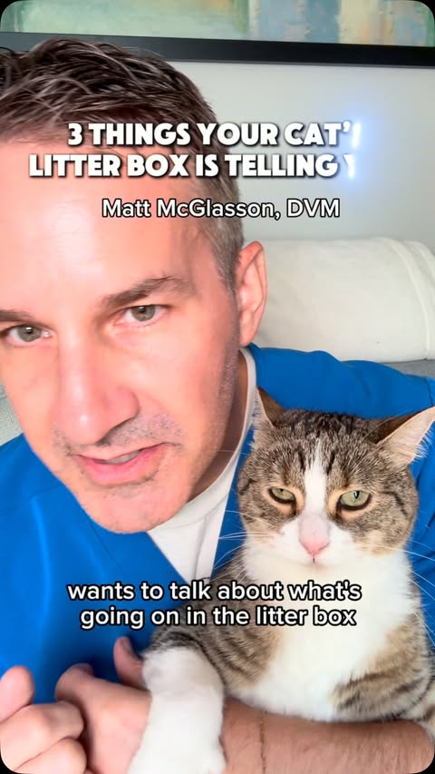 Instagram post by @dr.mattmcglasson for Fera Pets. Caption reads: Comment “Cat” to learn more! Fera Pets Pumpkin....