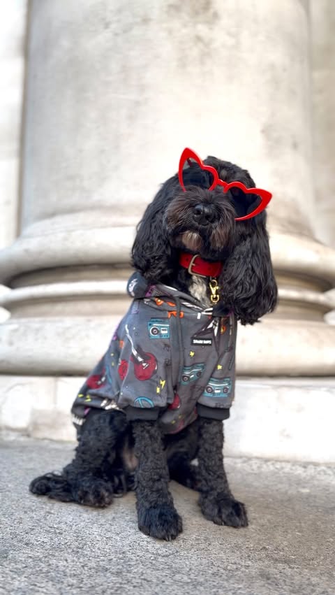 Instagram post by @patu_the_cockapoo for Spark Paws. Caption reads: [...] @sparkpawsofficial �.