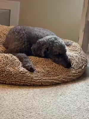 TikTok post by @lj_the_okayest_mom for Muddy Mat. Caption reads: [...] linked it below for the messy pups! 🐾....