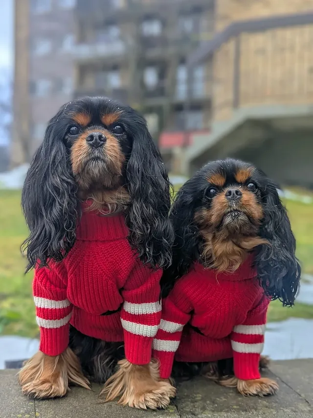 Instagram post by @edgar.and.pacane for Fitwarm. Caption reads: [...] Waldo" Vibe ❤️🤍❤️🧐 Sweaters from....