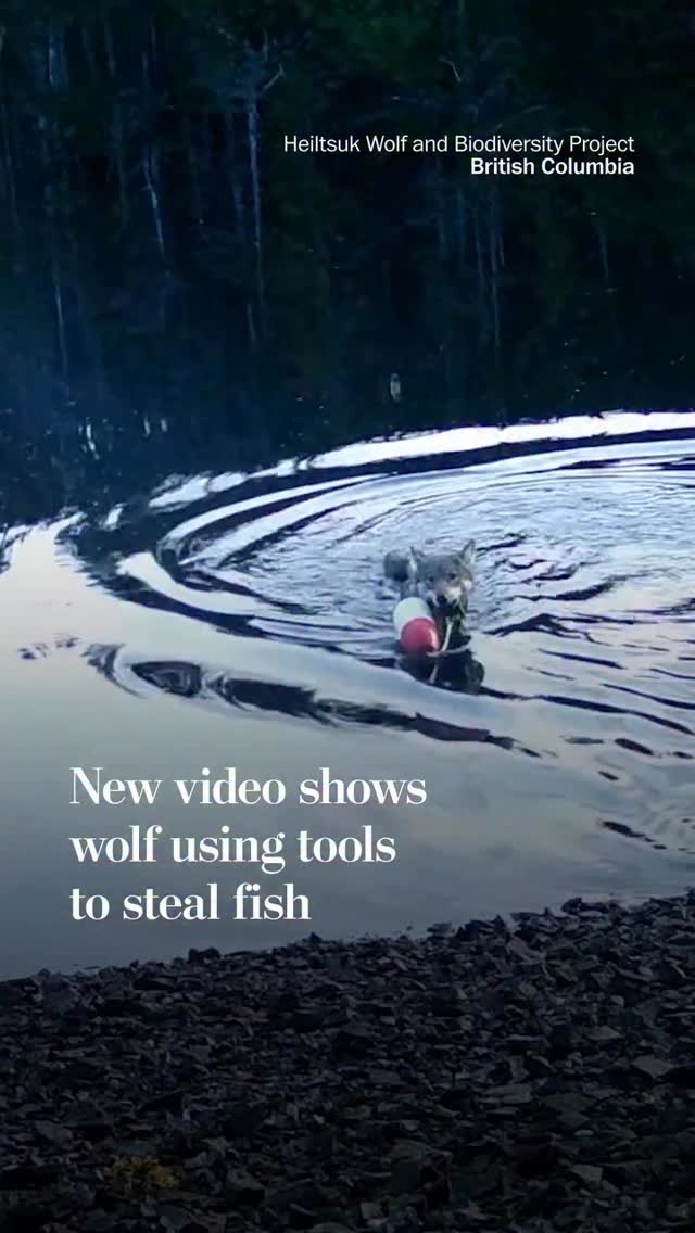 Instagram post by @wolfgirl_maine for Washington Post. Caption reads: Scientists have documented what may be the first....