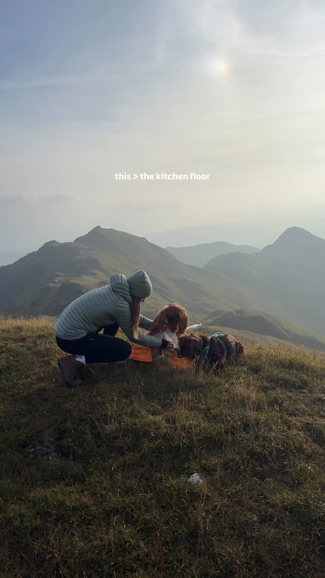 Instagram post by @theedinburghspaniels for Forthglade. Caption reads: our kind of “going out for dinner” 😌

I love....